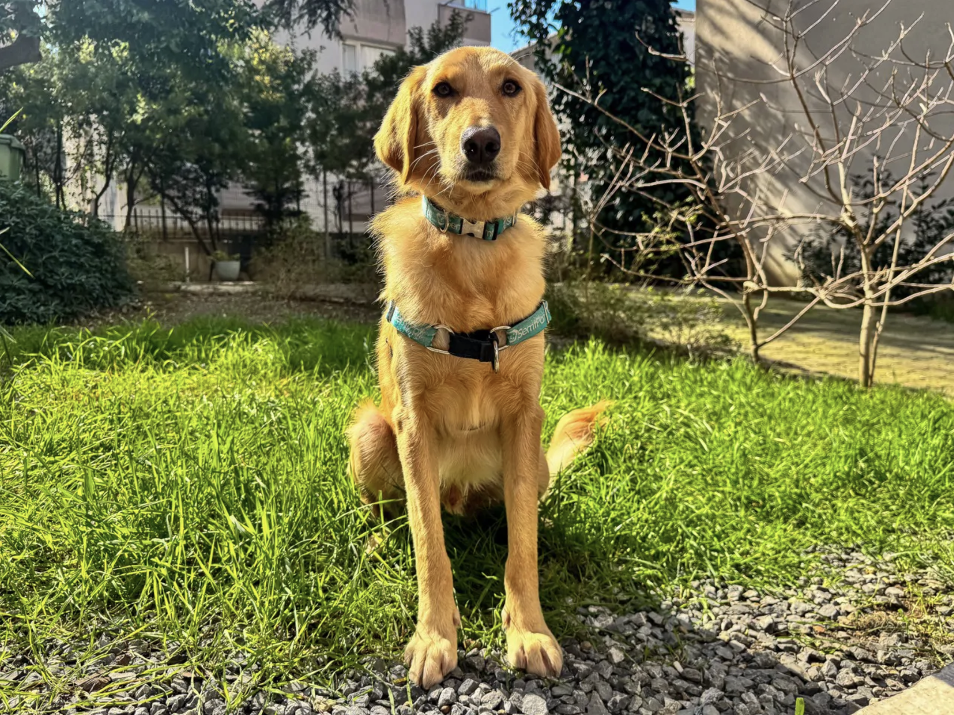 Simba