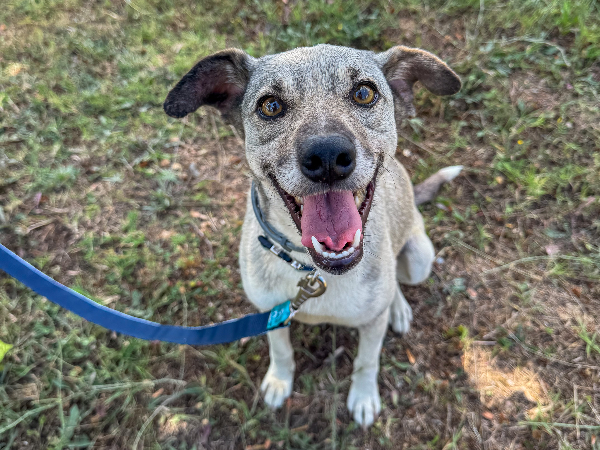 Nova