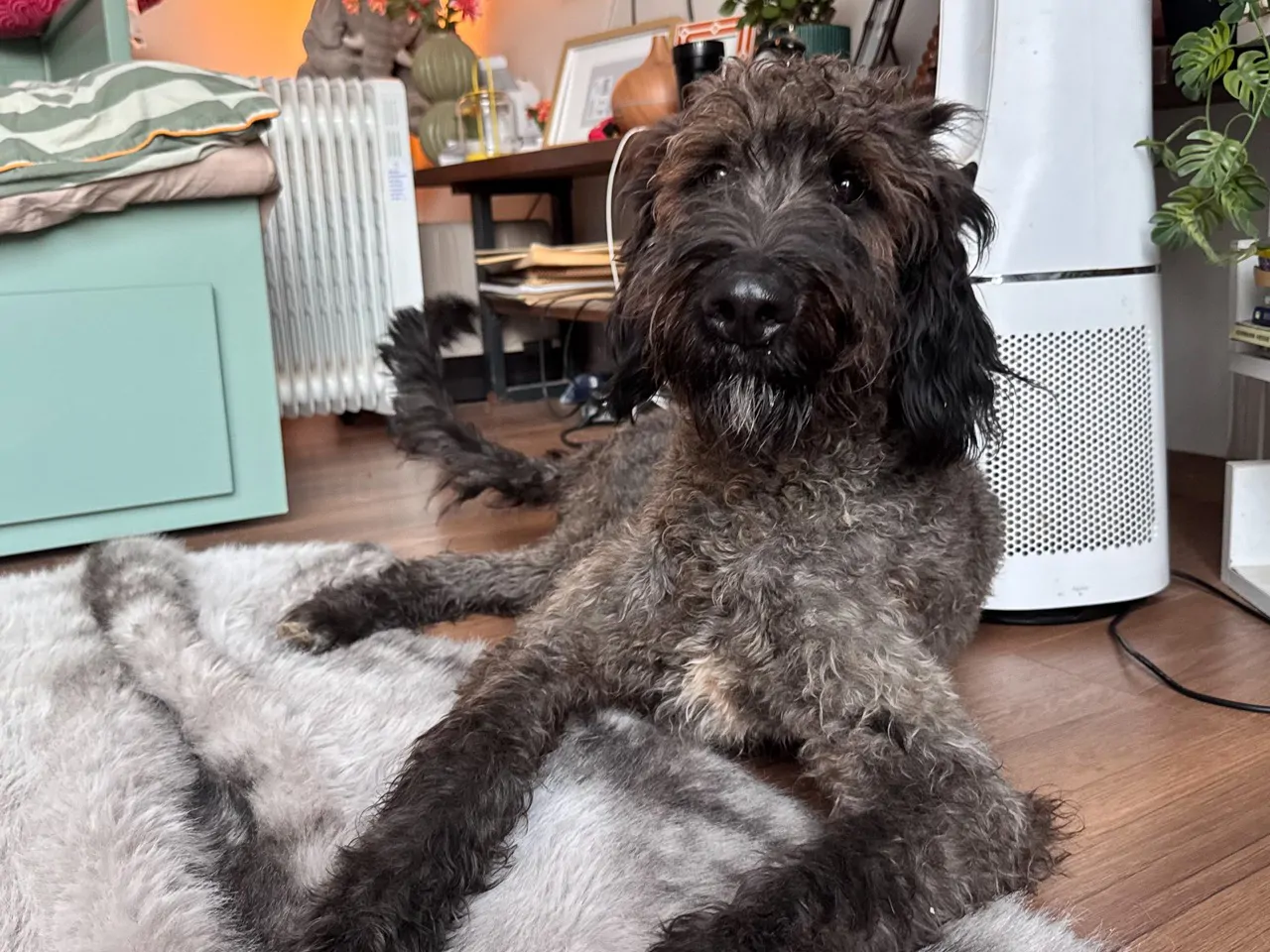 Bobo