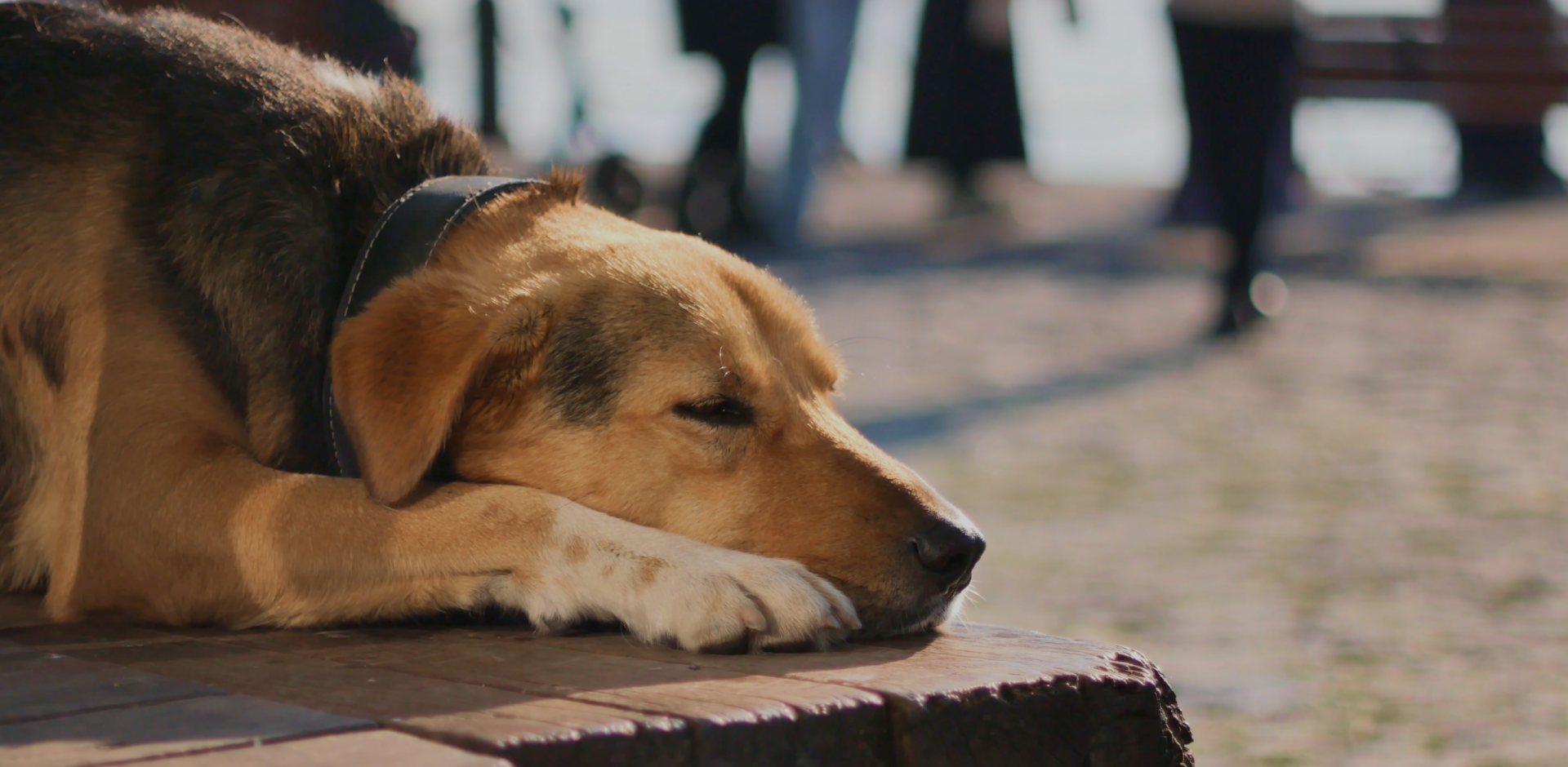 4 Nisan Dünya Sokak Hayvanları Günü