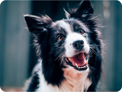 Köpek Sahiplenmeden Önce Bilmeniz Gereken 10 Şey