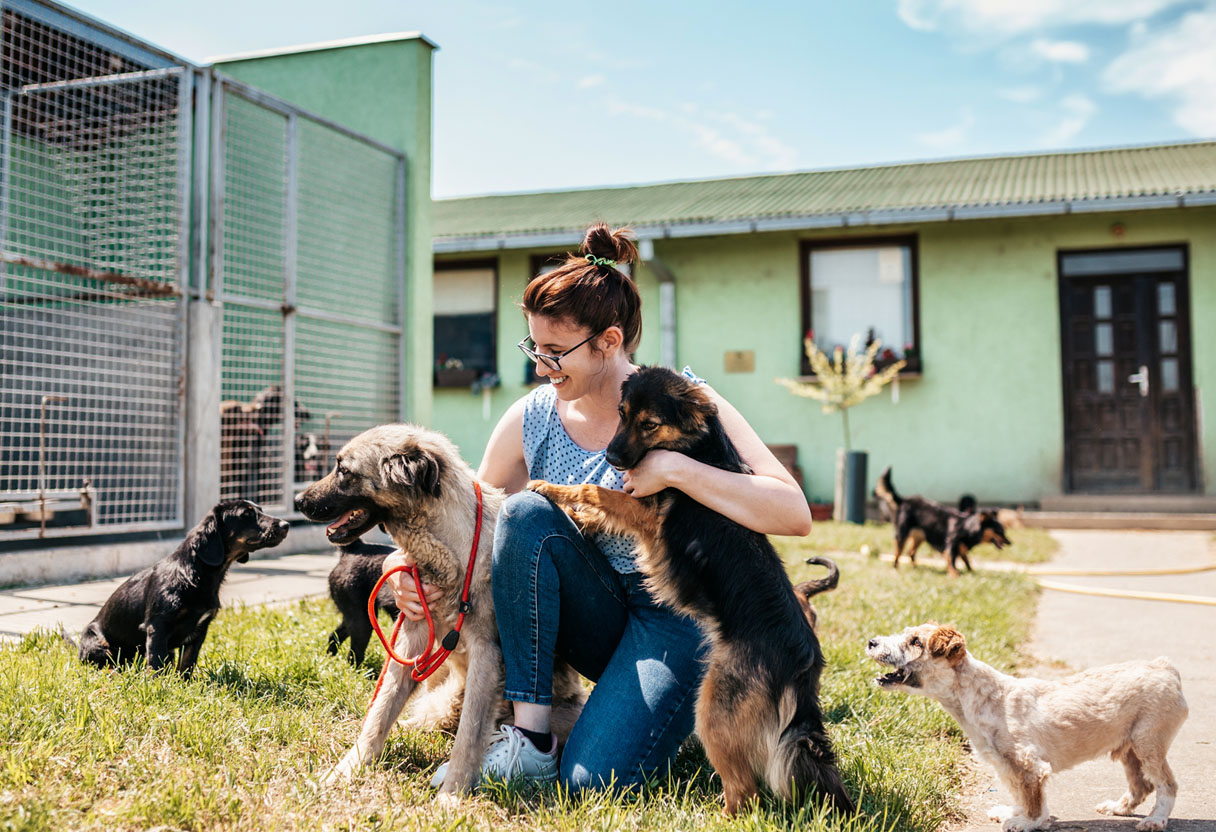 Sokak Hayvanlarına Yardım Etmek İçin En Etkili Yollar: Gönüllülük ve Geçici Yuva Nedir?