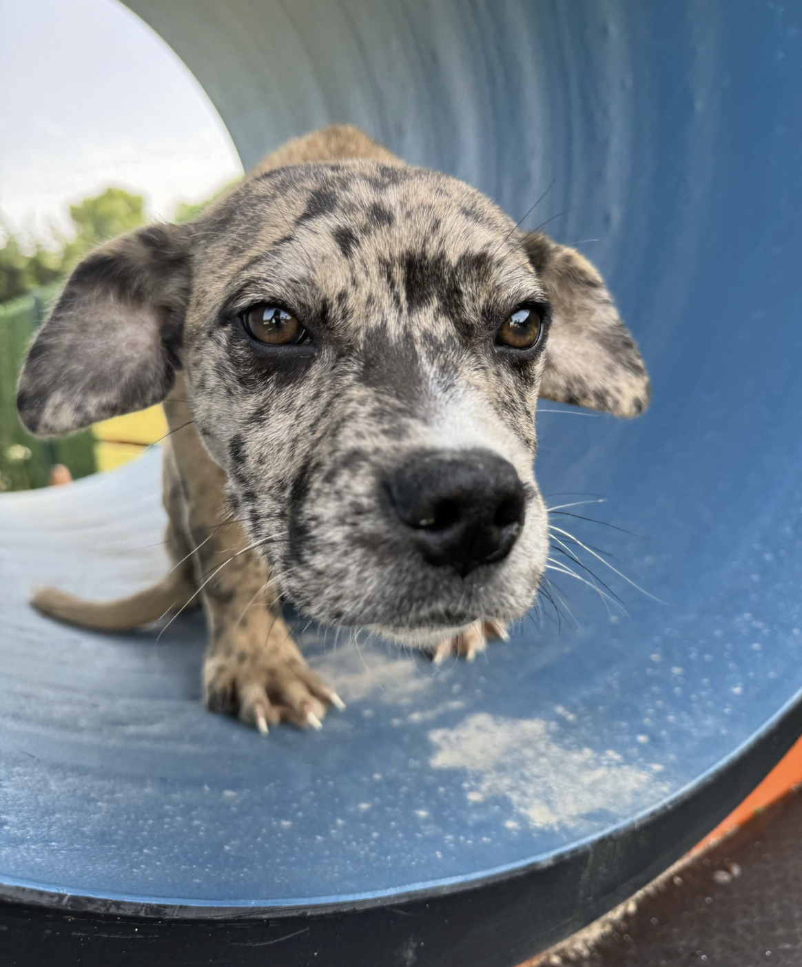 Komşularla Anlaşmak: Apartmanda Köpek Besleme Rehberi