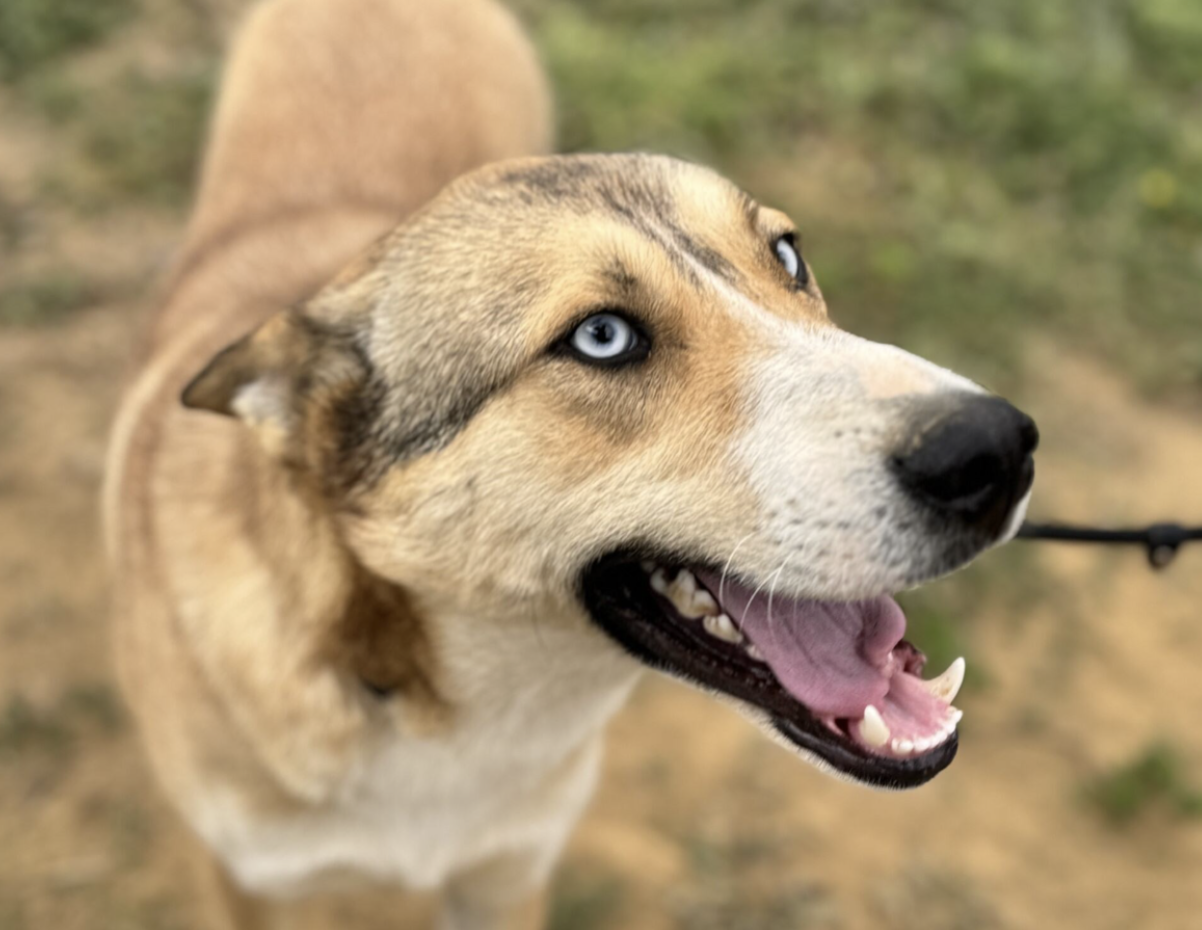 SOKÖ'ler: En Özel Irk