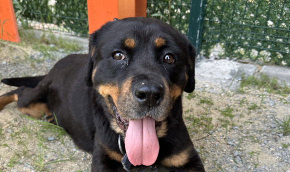 En Çok Sahiplenilen Köpek Irkları