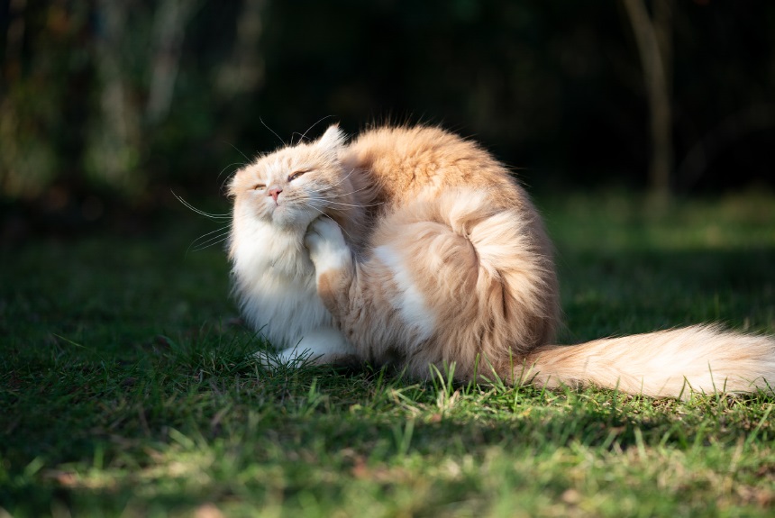 Kedi Anksiyetesi Nedir