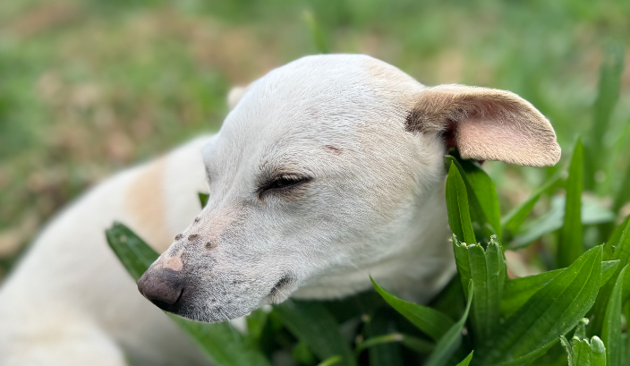 Köpekler Rüya Görür mü? 