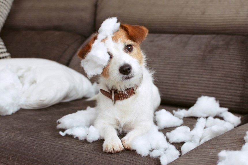 Köpekler Davranışlarıyla Bize Ne Anlatmak İstiyor Köpekler Davranışlarıyla Bize Ne Anlatmak İstiyor