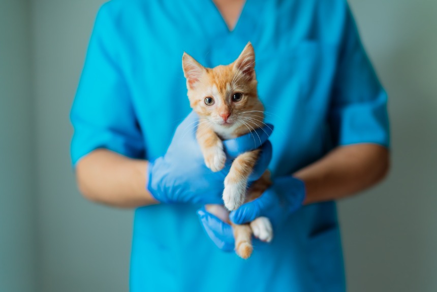 Yavru Kedi Bakımı Hakkında Neler Biliyorsunuz