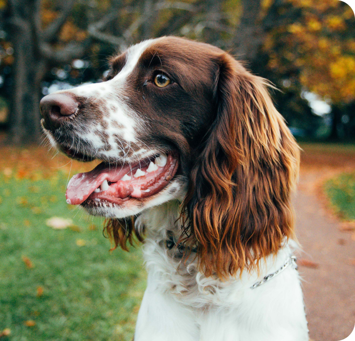 Become a forever home Have a unique experience with your new companion