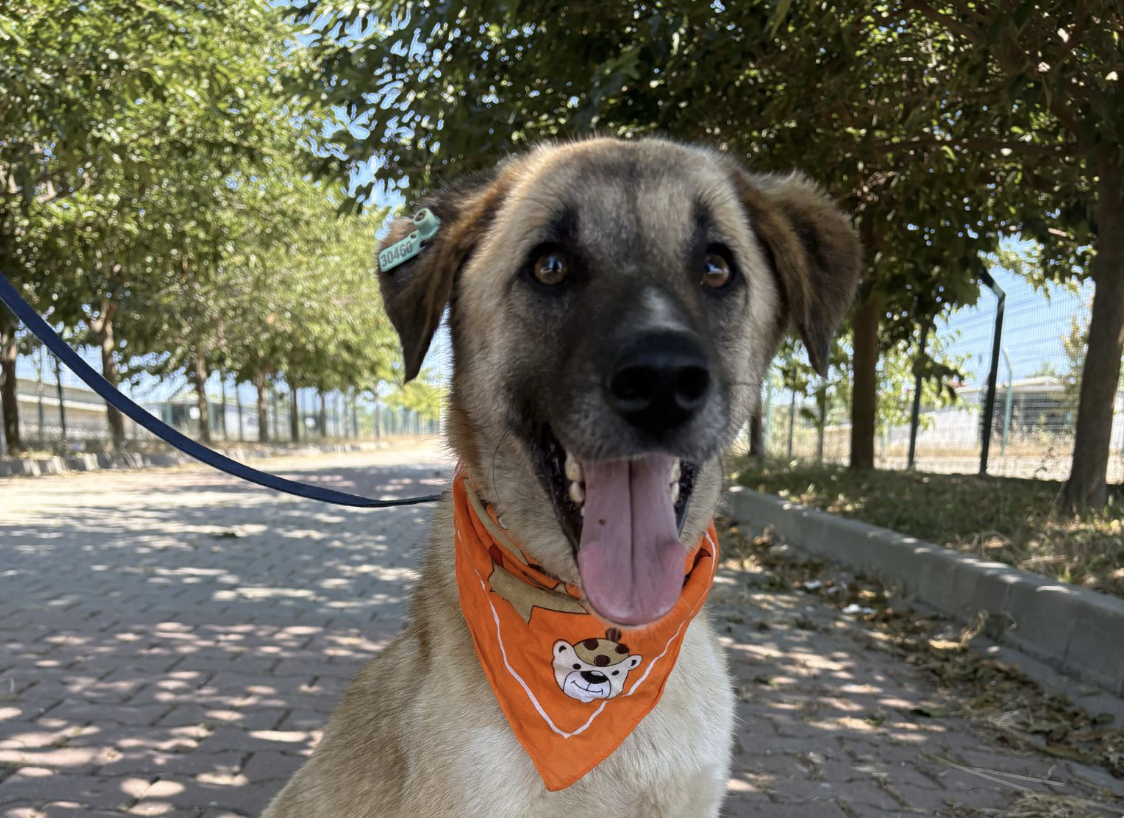 Ülkelere Göre En Popüler Köpek Irkları