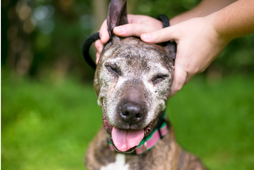 Köpekleri Mutlu Etmenin Yolları Nelerdir Köpekleri Mutlu Etmenin Yolları Nelerdir